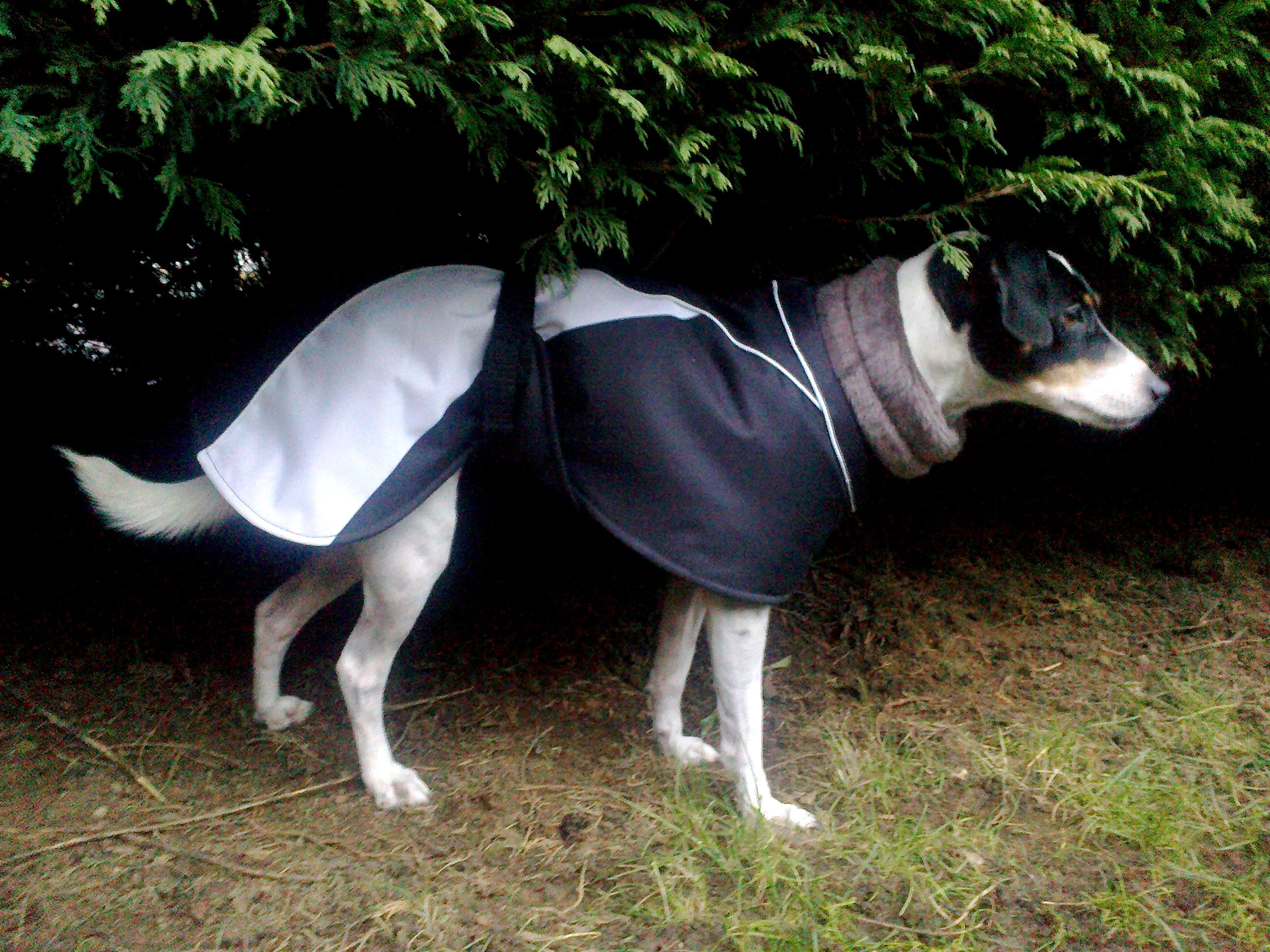 manteau whippet