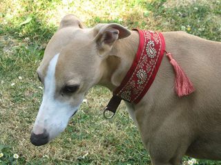 collier whippet manteau