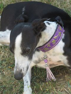 collier whippet manteau