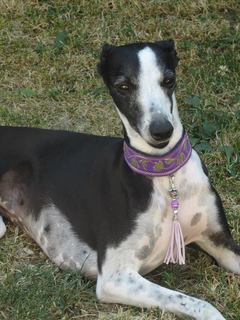 collier whippet manteau