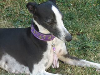 collier whippet manteau