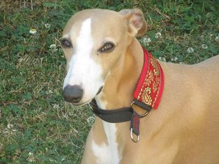 collier whippet manteau