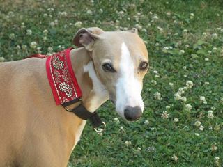 collier whippet manteau