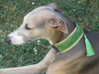collier whippet manteau