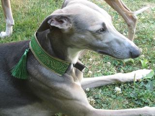 collier whippet manteau