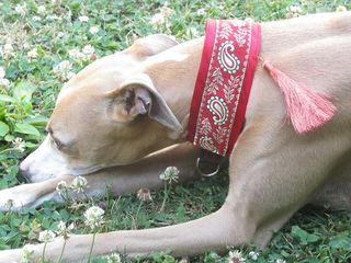 collier whippet manteau