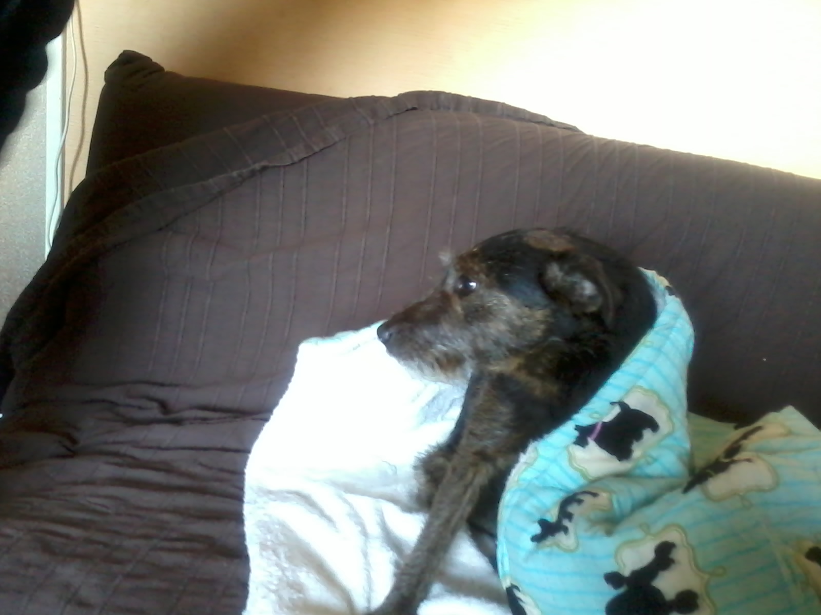 manteau whippet