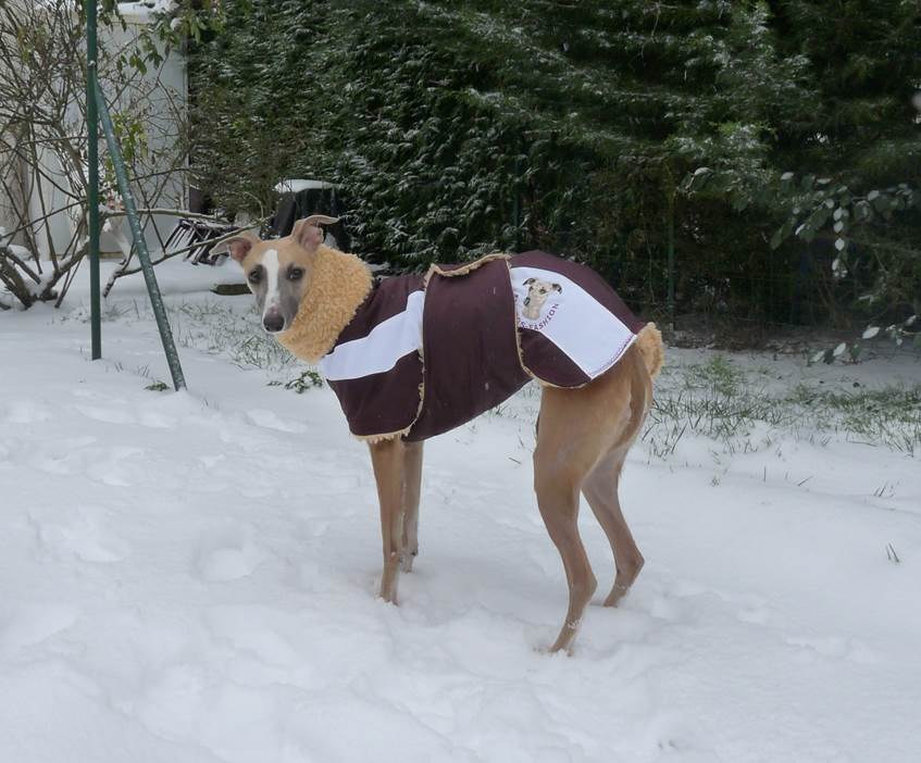 manteau whippet