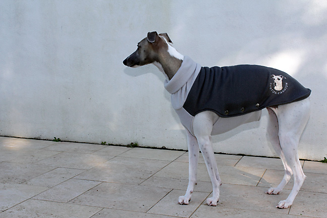 manteau whippet