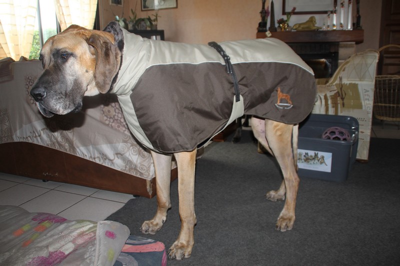 manteau dogue allemand