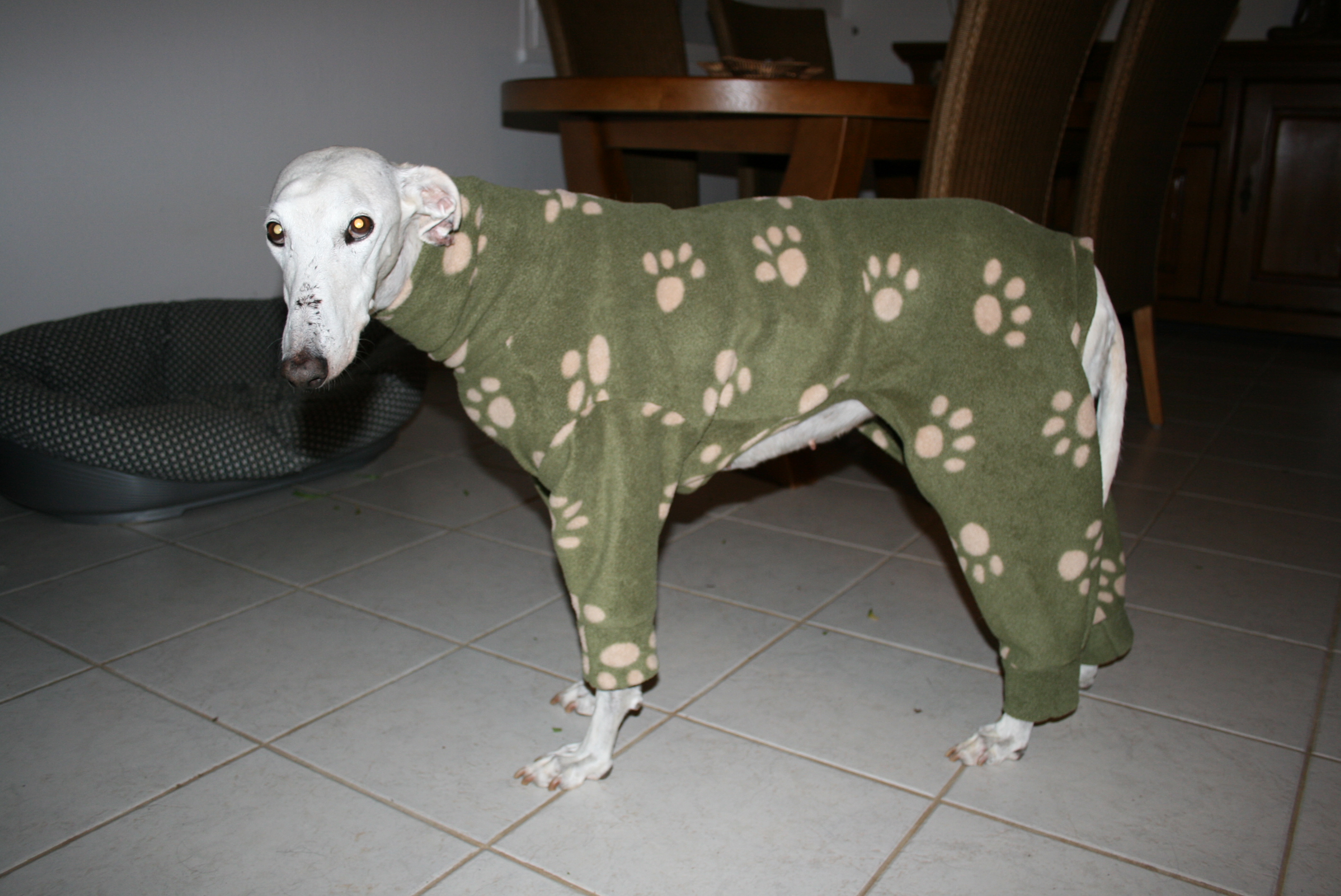 pyjama whippet