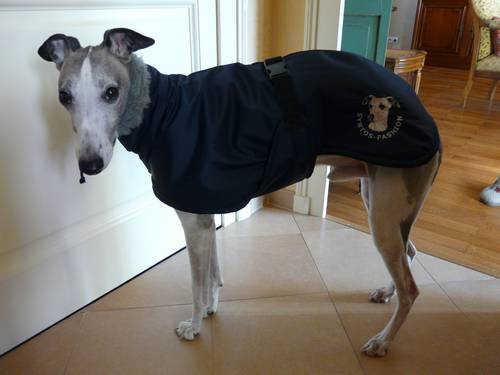 manteau whippet