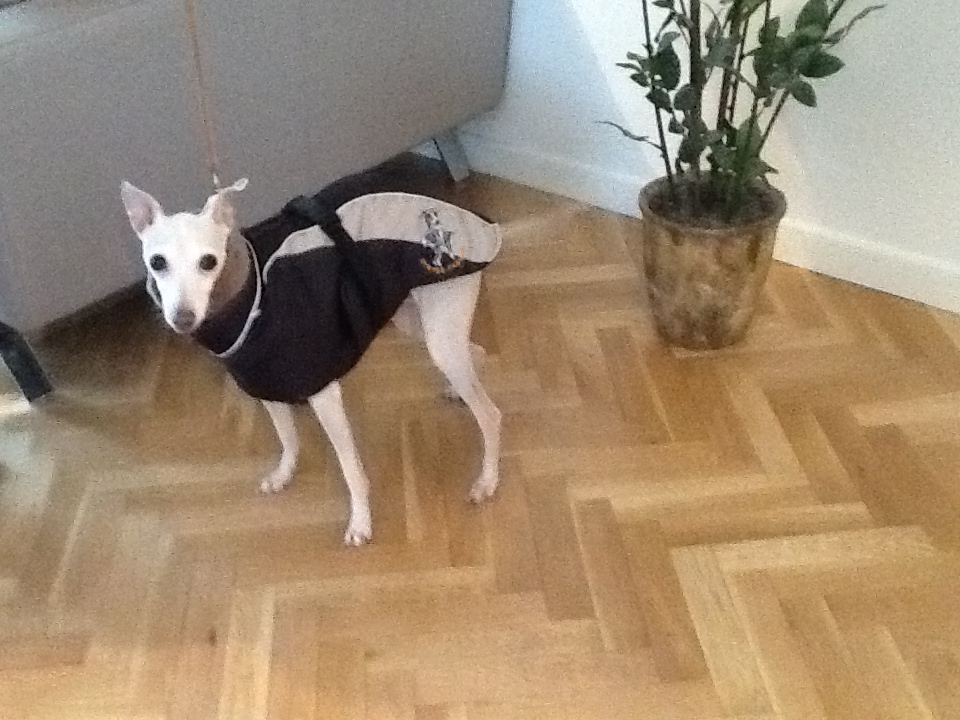 manteau whippet