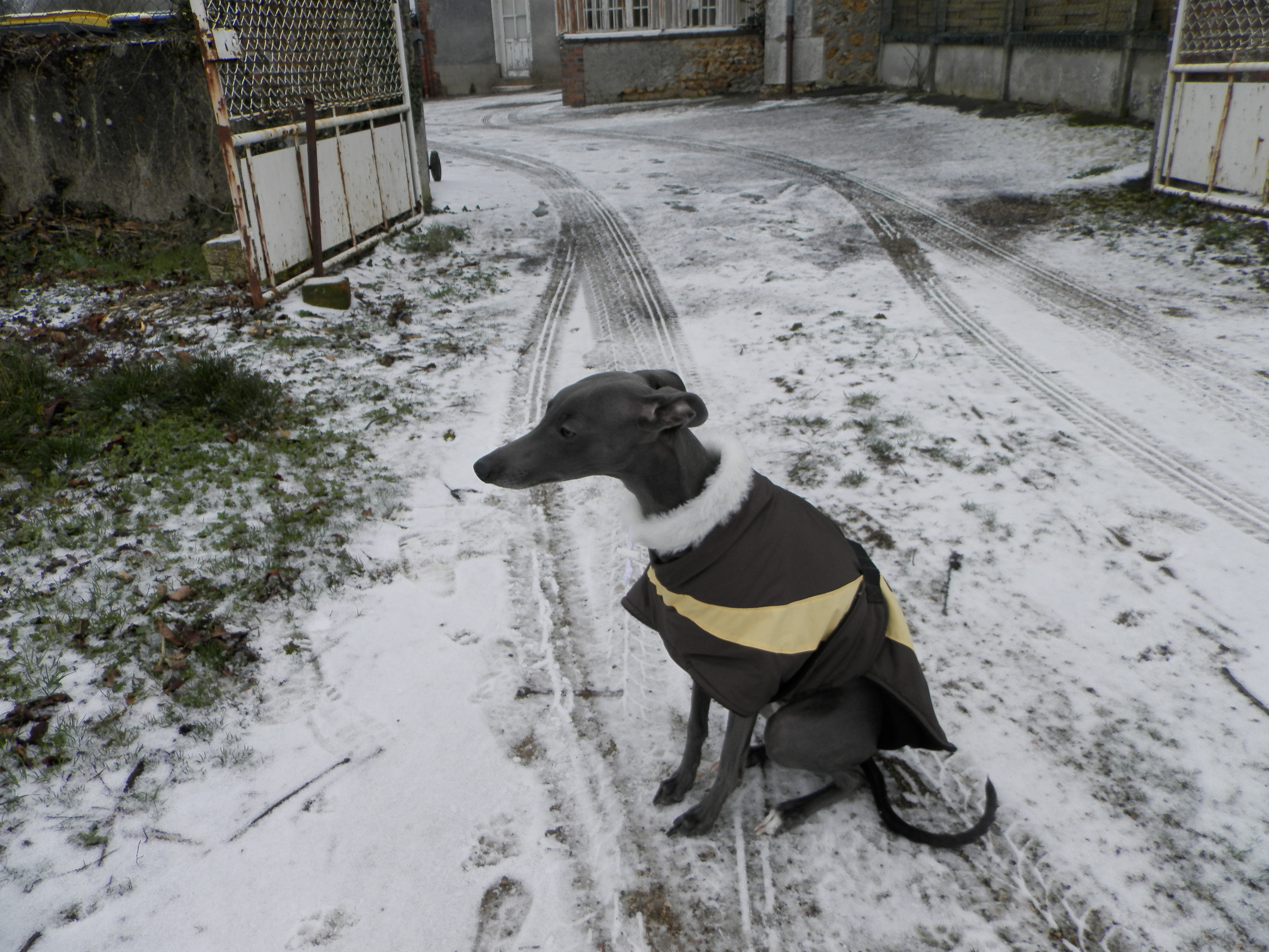 manteau whippet