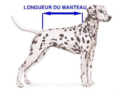 manteau whippet chien moyen
