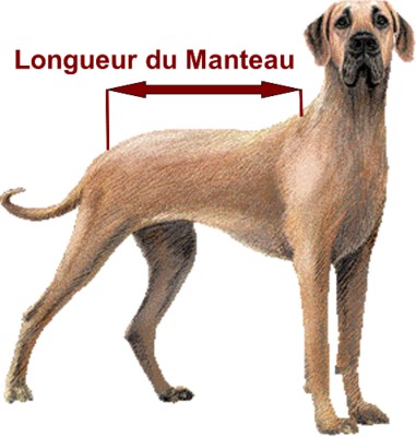 manteau dogue allemand
