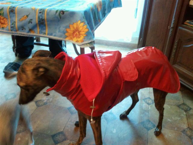 manteau whippet
