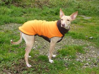 manteau whippet