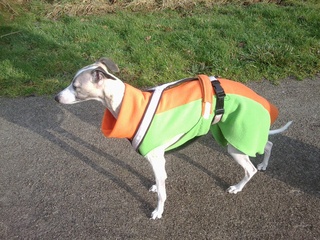 manteau whippet