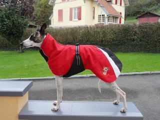 manteau whippet