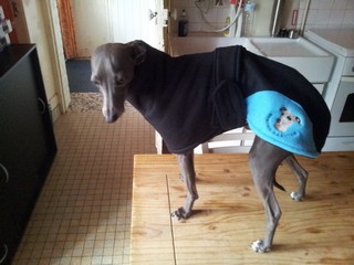 manteau whippet