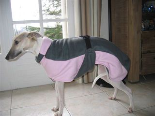 manteau whippet