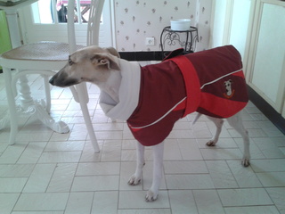 manteau whippet