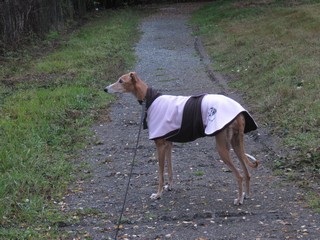 manteau galgo