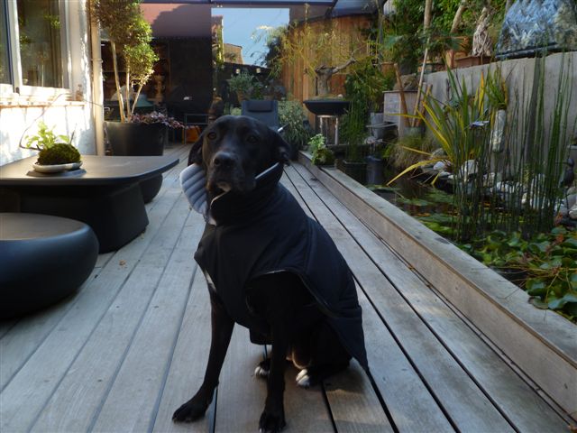 manteau whippet chien moyen