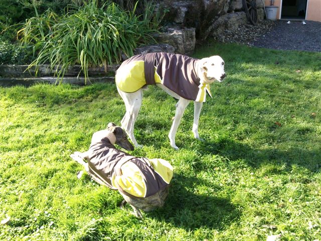 galgo