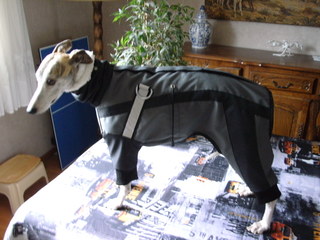 manteau whippet