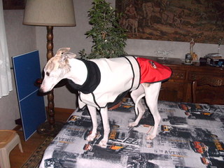 manteau whippet