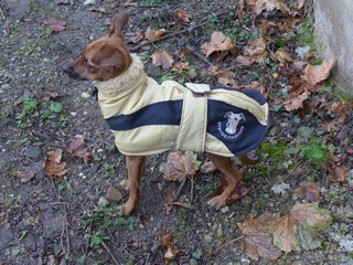 manteau petit levrier italien
