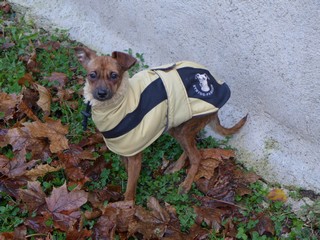 manteau petit levrier italien