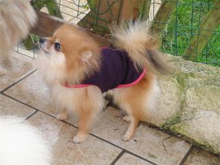 manteau pour chien