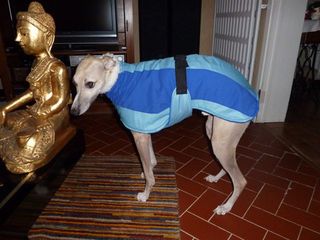 manteau whippet