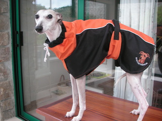 manteau whippet