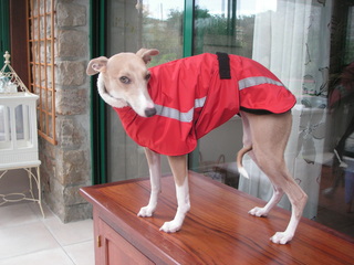 manteau whippet