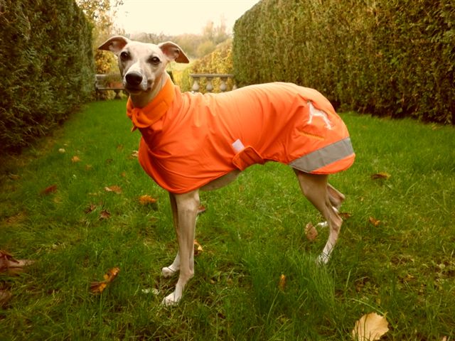 whippet