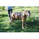 Imperméable "Apollon" pour grand chien