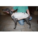 manteau imperméable whippet demi saison