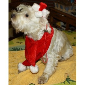 Ensemble écharpe et bonnet pour chien petit et moyen
