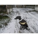 Manteau whippet