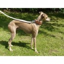 collier whippet