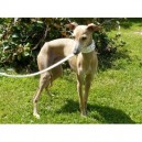collier whippet