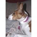 collier whippet