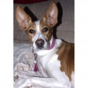 collier whippet