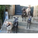 collier whippet