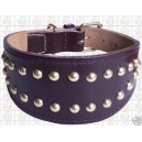 collier greyhound galgo levrier