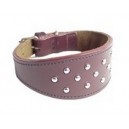 collier greyhound galgo levrier